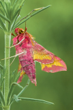 Klein avondrood-Small elephant hawk moth-Kleine Weinschwärmer-Deilephila porcellus Hungary