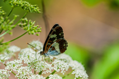Kleine ijsvogelvlinder-White admiral-Kleine Eisvogel-Limenitis camilla Hungary
