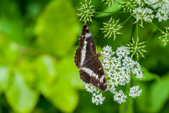 Kleine ijsvogelvlinder-White admiral-Kleine Eisvogel-Limenitis camilla Hungary