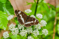 Kleine ijsvogelvlinder-White admiral-Kleine Eisvogel-Limenitis camilla Hungary