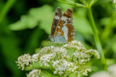 Kleine ijsvogelvlinder-White admiral-Kleine Eisvogel-Limenitis camilla Hungary