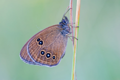 Koevink-Ringlet-Braune Waldvogel-Aphantopus hyperantus Hungary