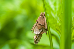 Kokerjuffer-Caddisflies- Köcherfliegen-Trichoptera Hungary