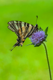 Koningspage-Scarce swallowtail-Segelfalter-Iphiclides podalirius Hungary