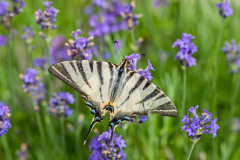 Koningspage-Scarce swallowtail-Segelfalter-Iphiclides podalirius Hungary