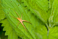 Kraamweb spin-Nursery web spider-Jagdspinnen-Pisaura-mirabilis Hungary