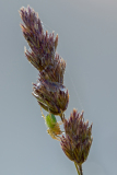 Krabspin-Crab spider- Krabbenspinnen-Thomisidae Hungary