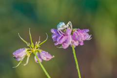 Krabspin-Crab spider- Krabbenspinnen-Thomisidae Hungary