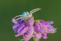 Krabspin-Crab spider- Krabbenspinnen-Thomisidae Hungary