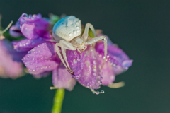 Krabspin-Crab spider- Krabbenspinnen-Thomisidae Hungary