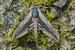 Ligusterpijlstaart-Privet hawk moth- Ligusterschwärmer-Sphinx ligustri Hungary