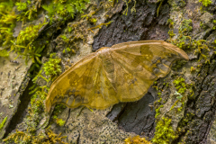 Linde-eenstaart-Scarceh hook tip-Linden-Sichelflügler-Sabra harpagula Hungary