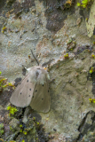 Mendicabeer-Muslin moth-Graubär-Diaphora mendica Hungary