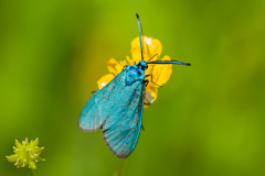Metaalvlinder-Green forester-Ampfer Grunwidderchen-Adscita-statice Hungary