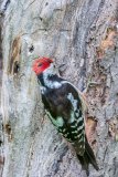 Middelste bonte specht-Middle spotted woodpecker-Mittelspecht-Leiopicus medius Hungary