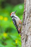 Middelste bonte specht-Middle spotted woodpecker-Mittelspecht-Leiopicus medius Hungary
