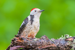 Middelste bonte specht-Middle spotted woodpecker-Mittelspecht-Leiopicus medius Hungary