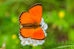 Morgenrood-Scarce copper-Dukatenfalter-Lycaena virgaureae Hungary