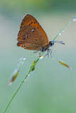 Morgenrood-Scarce copper-Dukatenfalter-Lycaena virgaureae Hungary