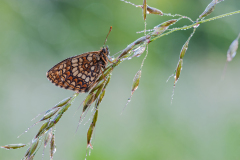Oostelijke-parelmoervlinder-Assmanns fritillary-Melitaea britomartis