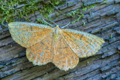 Oranje iepentakvlinder-Orange moth-Schlehenspanner-Angerona-prunaria Hungary