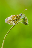 Oranjetipje-Orange tip-Aurorafalter-Anthocharis-cardamines Hungary