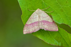 Paarsbandspanner-Common pink-barred-Rotbandspanner-Rhodostrophia vibicaria Hungary