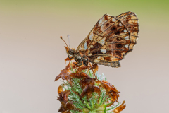 Paarse-of-Akkerparelmoervlinder-Weavers-Fritillary-or-Violet fritillary-Magerrasen-Perlmuttfalter-Boloria-dia Hungary