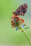 Paarse-of-Akkerparelmoervlinder-Weavers-Fritillary-or-Violet fritillary-Magerrasen-Perlmuttfalter-Boloria-dia Hungary