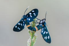 Phegeavlinder-Nine-spotted moth-Weißfleck-Widderchen-Amata phegea Hungary