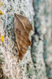 Populierenblad-Poplar lappet-Pappelglucke-Gastropacha populifolia Hungary