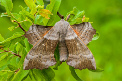 Populierenpijlstaart-Poplar hawk-moth-Pappelschwärmer-Laothoe-populi Hungary
