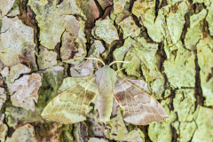 Populierenpijlstaart-Poplar hawk-moth-Pappelschwärmer-Laothoe-populi Hungary