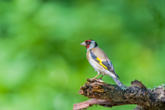 Putter-Goldfinch- Stieglitz-Carduelis carduelis Hungary