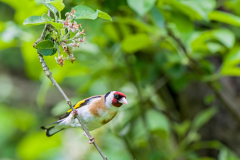 Putter-Goldfinch- Stieglitz-Carduelis carduelis Hungary