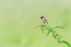 Roodborsttapuit-Common stonechat- Schwarzkehlchen-Saxicola rubicola Hungary