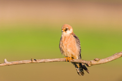 Roodpootvalk- Red-footed falcon-Rotfußfalke-Falco vespertinus Hungary