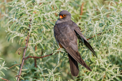 Roodpootvalk- Red-footed falcon-Rotfußfalke-Falco vespertinus Hungary