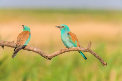 Scharrelaar-European roller-Blauracke-Coracias garrulus Hungary