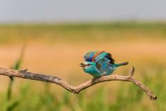 Scharrelaar-European roller-Blauracke-Coracias garrulus Hungary