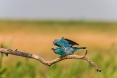 Scharrelaar-European roller-Blauracke-Coracias garrulus Hungary