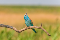 Scharrelaar-European roller-Blauracke-Coracias garrulus Hungary