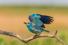 Scharrelaar-European roller-Blauracke-Coracias garrulus Hungary