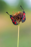 Sint-Jansvlinder-Six spot burnet-Sechsfleck-Widderchen-Zygaena filipendulae Hungary