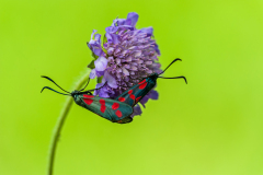 Sint-Jansvlinder-Six spot burnet-Sechsfleck-Widderchen-Zygaena filipendulae Hungary