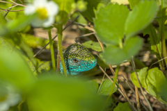 Oostelijke smaragdhagedis-European green lizard-Östliche Smaragdeidechse-Lacerta-viridis- Hungary