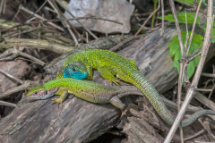 Oostelijke smaragdhagedis-European green lizard-Östliche Smaragdeidechse-Lacerta-viridis- Hungary