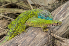 Oostelijke smaragdhagedis-European green lizard-Östliche Smaragdeidechse-Lacerta-viridis- Hungary