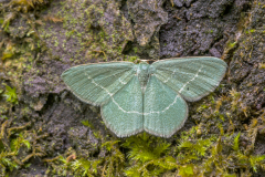Smaragdgroene-Zomervlinder-Small grass emerald-Chlorissa viridata Hungary