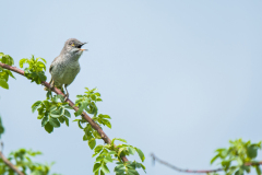 Sperwergrasmus-Barred warbler-Sperbergrasmücke-Sylvia-nisoria Hungary